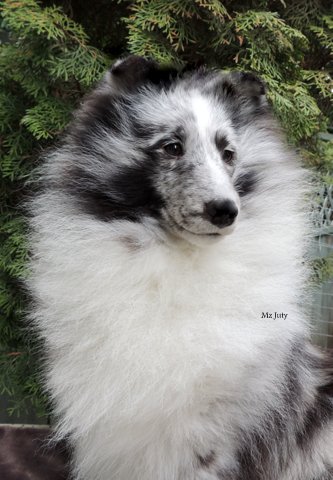 Apple acres best sale shelties for sale