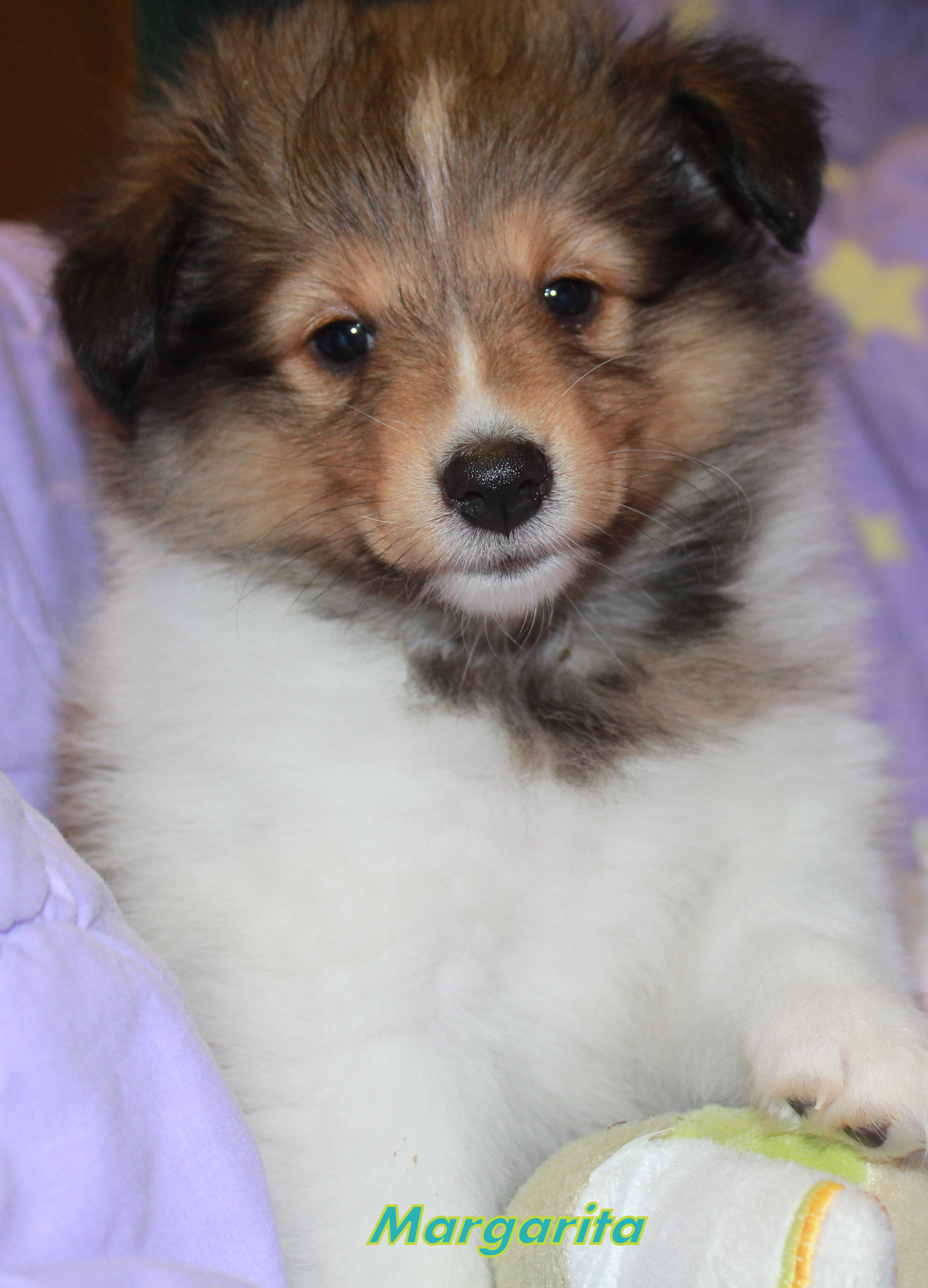 Cincerlee Shelties