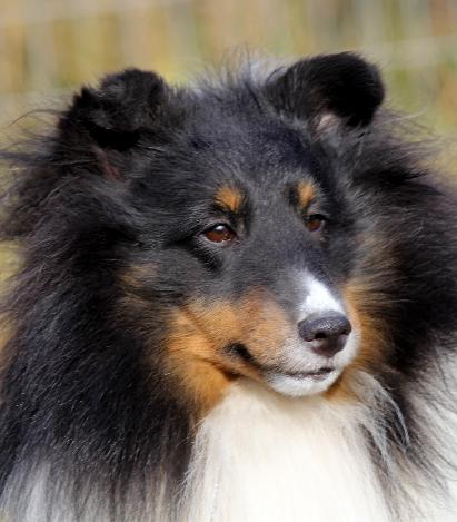 Mainstay shelties best sale