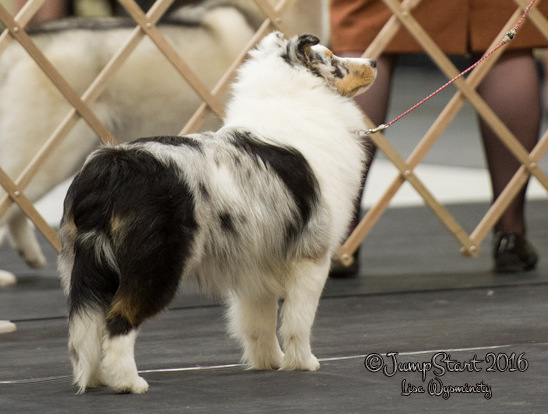 Linkridge shelties hot sale