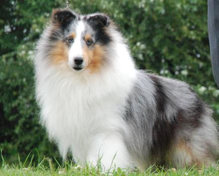 Homewood shelties store