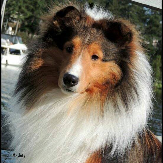 Serendipity shelties hot sale