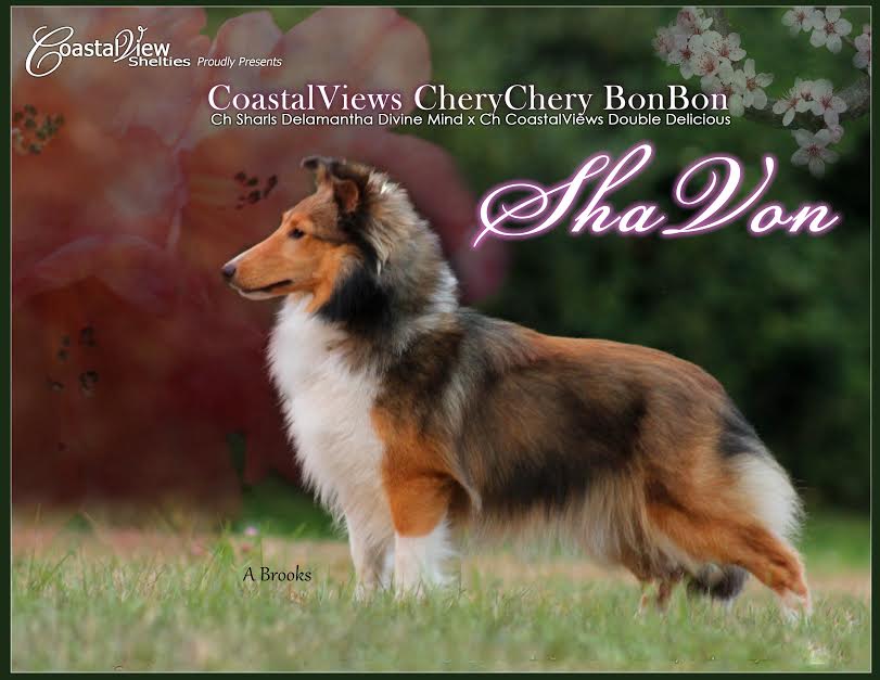 Coastal cheap view shelties