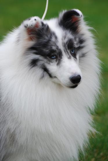 Bi on sale merle sheltie