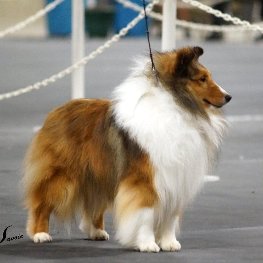 Cincerlee Shelties