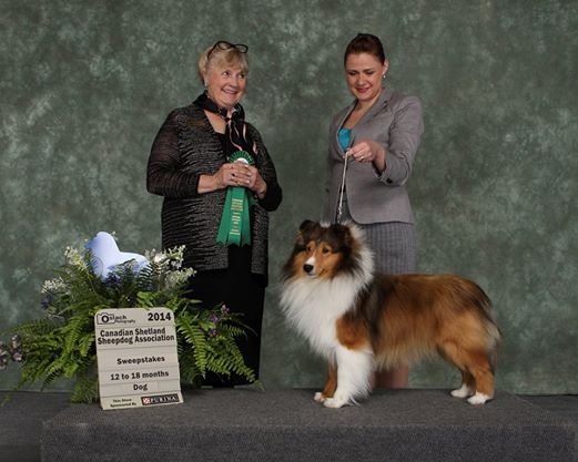 Ksenia shelties best sale