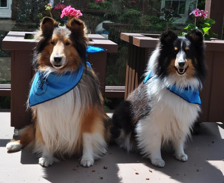 Mystique shelties 2024